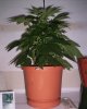 Day 14 of flowering- pic 1.JPG
