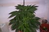 Day 14 of flowering- pic 2.JPG