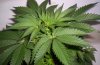 Day 14 of flowering- pic 3.JPG