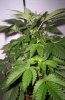 Day 14 of flowering- pic 4.JPG