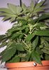 Day 14 of flowering- pic 5.JPG
