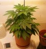 Day 14 of flowering- pic 6.JPG