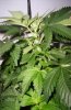 Day 14 of flowering- pic 7.JPG