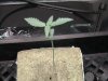 sprout 1.JPG