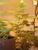 DSC02079.jpg