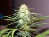 4wks flower 003.jpg