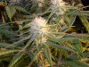 4wks flower 001.jpg