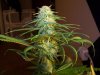 4wks flower 009.jpg