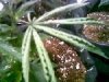 curling leaves.jpg
