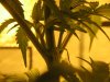 plant3.jpg
