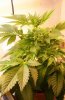 Day 16 of flowering- pic 1.JPG