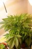 Day 16 of flowering- pic 2.JPG