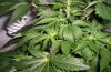 Day 16 of flowering- pic 3.JPG
