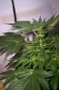 Day 16 of flowering- pic 4.JPG