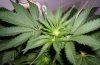 Day 16 of flowering- pic 6.JPG