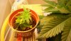 Day 16 of flowering- pic 5.JPG
