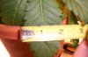 Day 16 of flowering- pic 7.JPG