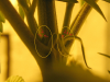 plant3.png