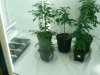veg setup.jpg