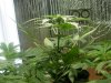 first grow 008.jpg