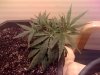day 21 veg.jpg