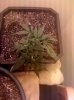day 34 veg.jpg