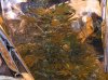 Week 5.8 monday Day 40 of Flowering 001.jpg