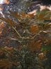 Week 5.8 monday Day 40 of Flowering 002.jpg