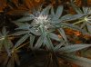 Week 5.8 monday Day 40 of Flowering 006.jpg