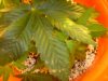 DSC02902.jpg