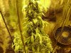 Big Bud-8 weeks 4 days 1.jpg