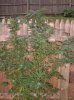 plantsep15.jpg