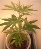 weed3.jpg