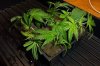 Clone Experiment 004.jpg