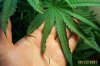 Grow Shots 003.jpg