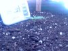 SEEDLING.jpg