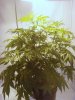 grow 001.jpg