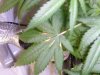 grow 009.jpg