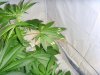 grow 008.jpg