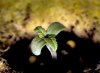 Sprout-Day-03g-.jpg