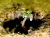 Sprout-Day-03h-.jpg