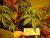 mrhowardmarks-albums-grow-journal-picture23694-re7.jpg