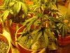 mrhowardmarks-albums-grow-journal-picture23693-re6.jpg