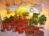 mrhowardmarks-albums-grow-journal-picture23689-re1.jpg