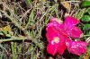 wild rose.jpg
