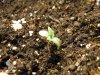 Seedling_3.JPG
