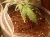 downsized_1203081324a.jpg