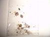 DSC00225.jpg