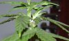 weed testicle.JPG