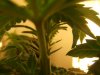 DSCF3706.jpg